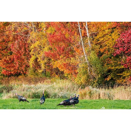 Jones, Allison 아티스트의 USA-Vermont-Morrisville Lyle McKee Road-fall foliage-flock of wild turkeys작품입니다.